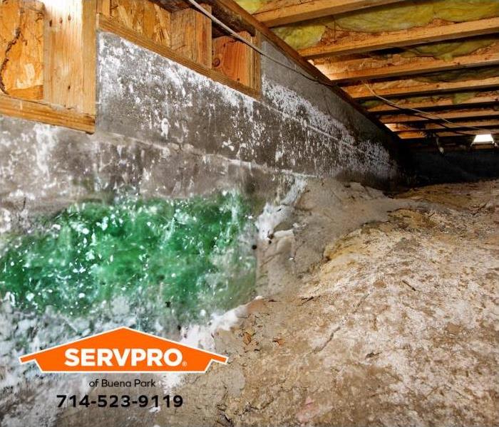 A mold outbreak is visible on a wall in a crawl space.