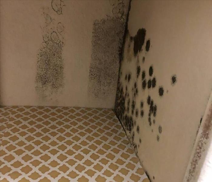 Mold found inside a Kitchen Cabinet