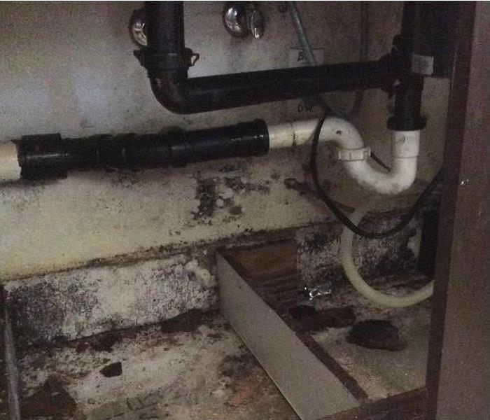 Mold under a sink cabinet